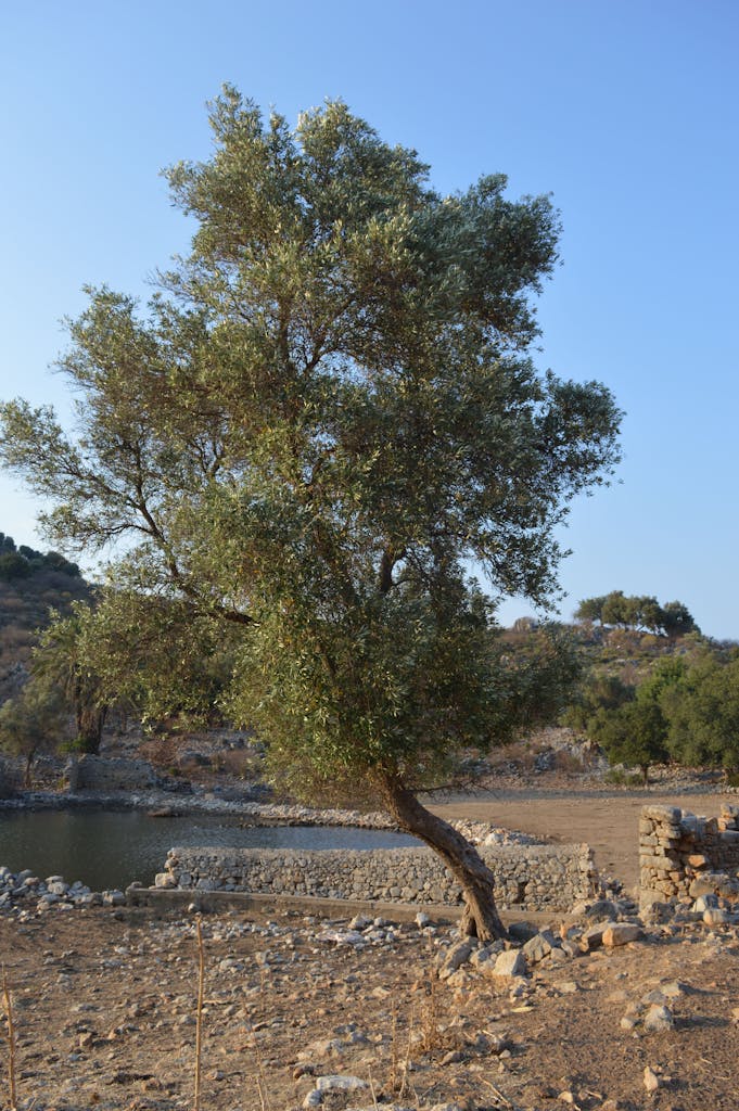 A single olive tree stands beside a rocky pond in Turkey under a clear sky.