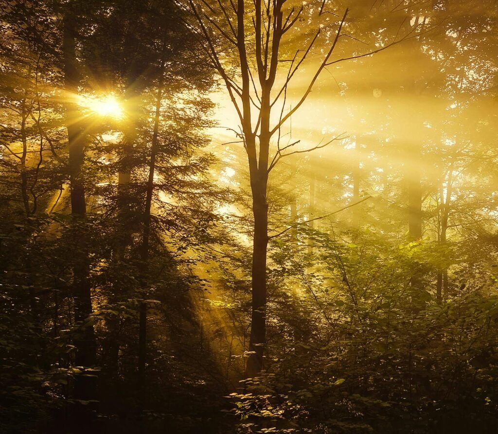 Sunlight beams through dense forest foliage creating a warm, golden atmosphere.