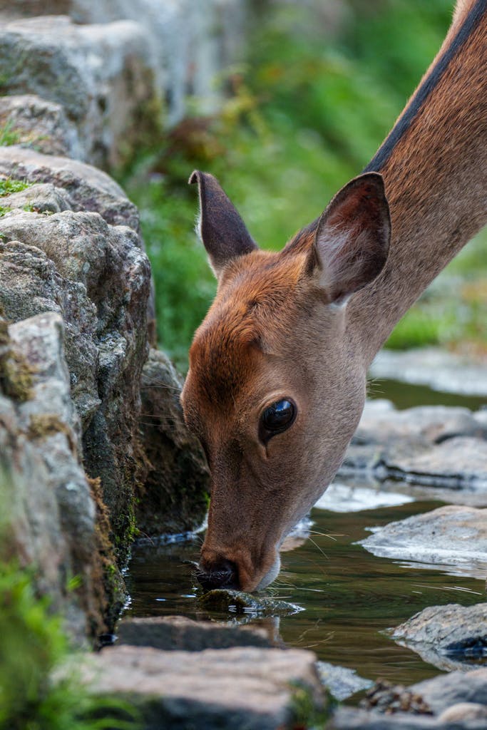 Close-up of a deer drinking from a stream surrounded by rocks and greenery.